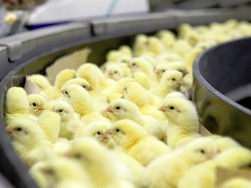 В Астраханской области мошенник «заработал» почти 32 миллиона рублей на птицефабрике