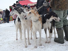 Праздник псовой охоты состоится 16 декабря