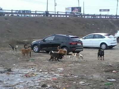 Свалки и бродячие собаки — жители Астрахани спрашивают горадминистрацию